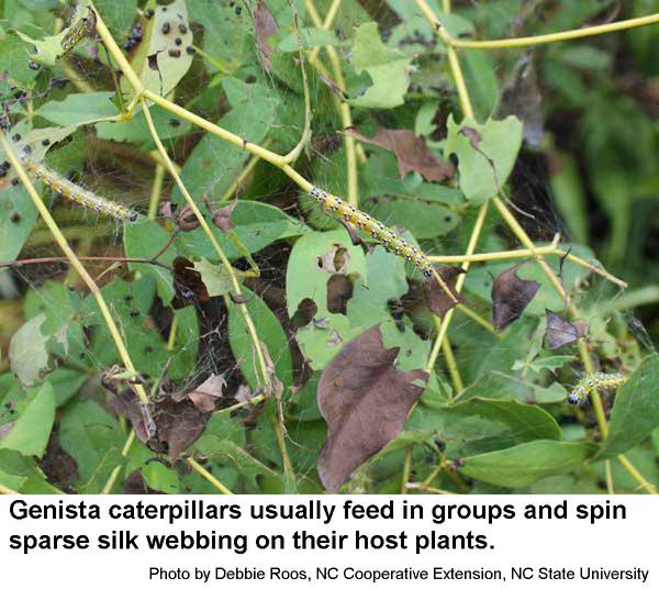 Genista caterpillars usually feed